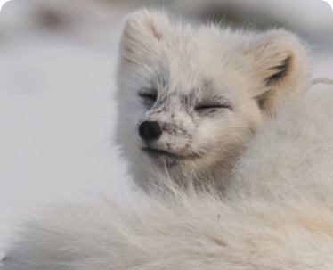 artic fox