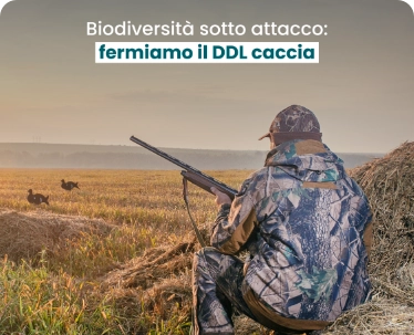 ddl caccia